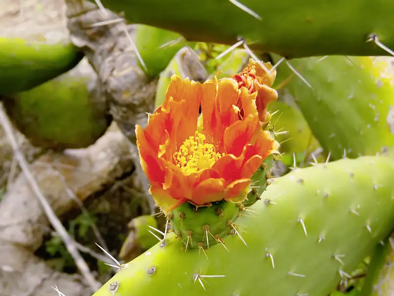 Auf der Studiosus-Reise auf die Kanaren in kleiner Gruppe sind wir auf El Hierro mit Jorge auf seiner Plantage für Feigenkakteen verabredet – eines von vielen authentischen Naturerlebnissen auf der ursprünglichsten der Kanarischen Inseln.