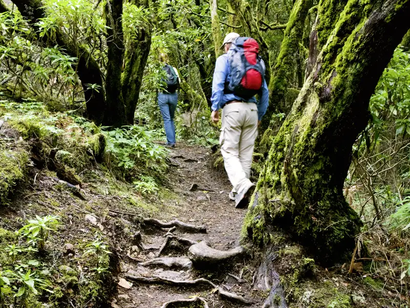 Mystische Atmosphäre: In kleiner Gruppe streifen wir mit Studiosus-Reiseleitung durch den dichten Lorbeerwald im Nationalpark Garajonay auf La Gomera.