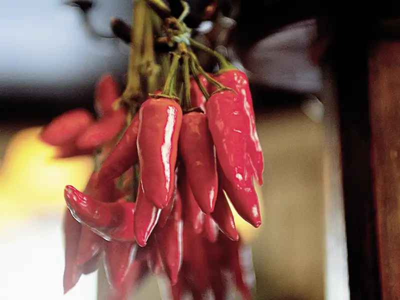 Auf unserer Studiosus-Rundreise in kleiner Gruppe durch Spanien lernen wir auch die Küche des Landes kennen. Freuen Sie sich auf kulinarische Streifzüge!