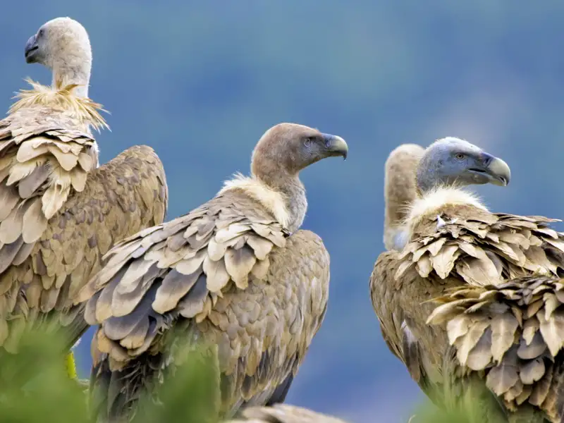 Auf unserer Rundreise mit Studiosus durch Kastilien und die Extremadura sind wir im Nationalpark von Monfragüe unterwegs, wo Geier und Adler majestätisch ihre Kreise über der unberührten Landschaft ziehen.