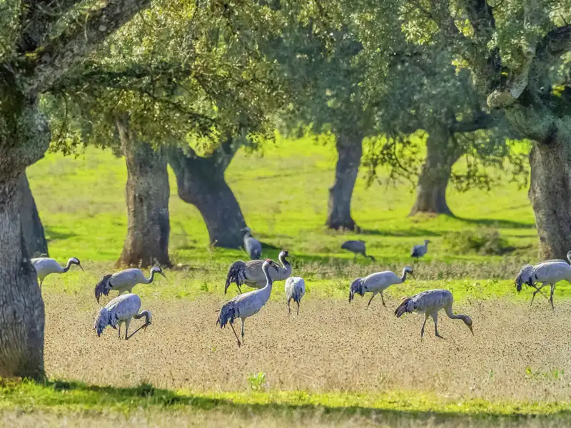 Kraniche und viele andere Zugvögel überwintern gern in der Extremadura. Die Kraniche nutzen die Steineichendehesas vor allem, um die nahrhaften Eicheln zu fressen.