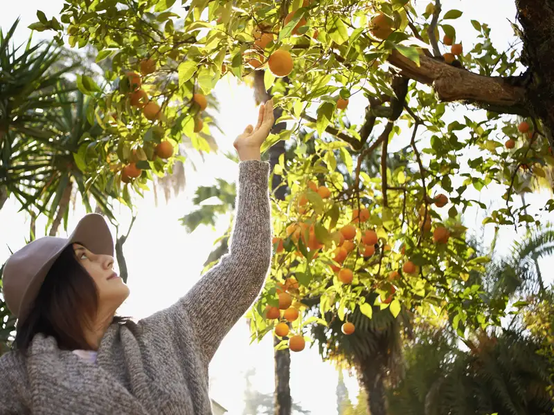 Erfrischende Pause auf unserer Andalusien-Reise in kleiner Gruppe: Auf dem Weg zur Costa Tropical fühlen wir uns auf der Finca San Ramón zwischen Avocados, Chirimoyas, Mispeln und Papayas wie im Garten Eden.