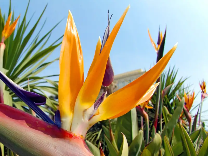 Lassen Sie sich auf unserer Rundreise nach Madeira in kleiner Gruppe von der üppigen Flora begeistern, wie hier von einer Strelizie.