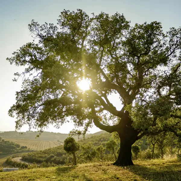 Auf unserer Portugalreise sehen wir viele Korkeichen. Hier ein schöner Sonnenuntergang hinter einem Baum in der Landschaft.