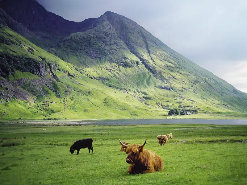 Tierische Freunde trifft man in Schottland in den Highlands. So wie wir auf unserer Rundreise in kleiner Gruppe Smart&Small: Inselglück und Whiskyrauch.