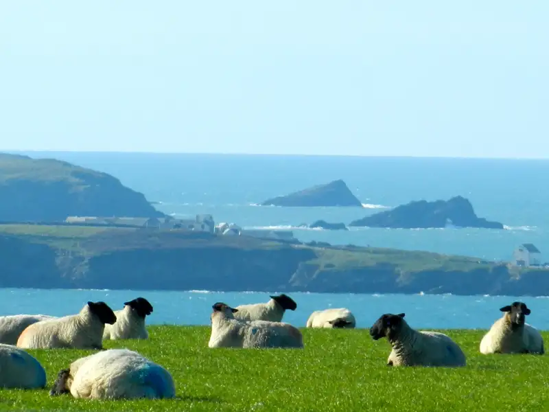 Auf unserer Gruppenreise nach Cornwall genießen wir die Szenerie der Steilküsten und grünen Wiesen. Die Schafe tun es uns gleich!