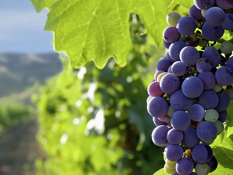 Auf unserer smart&small-Rundreise durch Montenegro besuchen wir ein Weingut und probieren die Weine, die hier angebaut werden.