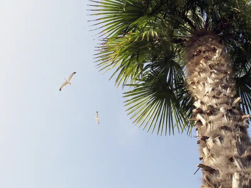 Im milden Klima Kroatiens wachsen sogar Palmen. Das sorgt für Urlaubslaune auf unserer Studiosus-Rundreise durch das schöne Land am Meer!
