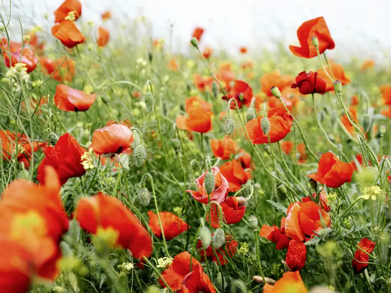 Auf unserer Studienreise durch Rumänien können wir immer wieder die einzigartige Flora und Fauna bestaunen, v.a. die blühenden Mohnfelder im Donaudelta.