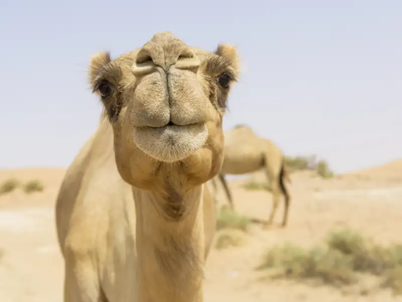 Sicherlich kreuzen auf unserer Studiosus-Reise durch Jordanien auch Kamele unseren Weg.