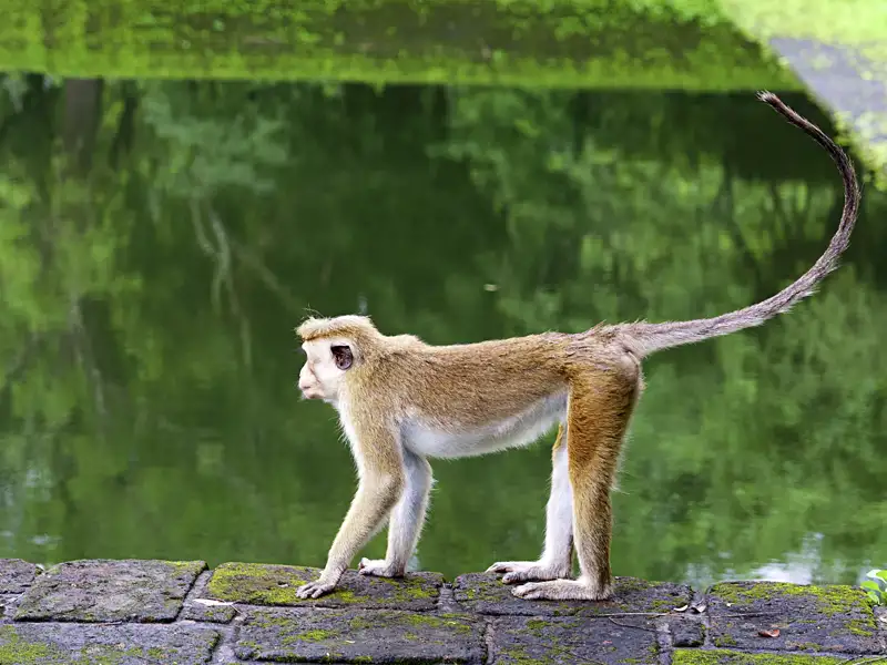 In Sri Lanka gibt es unterschiedliche Primaten. Auf kurzen, einfachen Wanderungen und einem Fahrradausflug lernen Sie auf dieser 16-tägigen Studienreise die beeindruckende Artenvielfalt der Natur kennen.