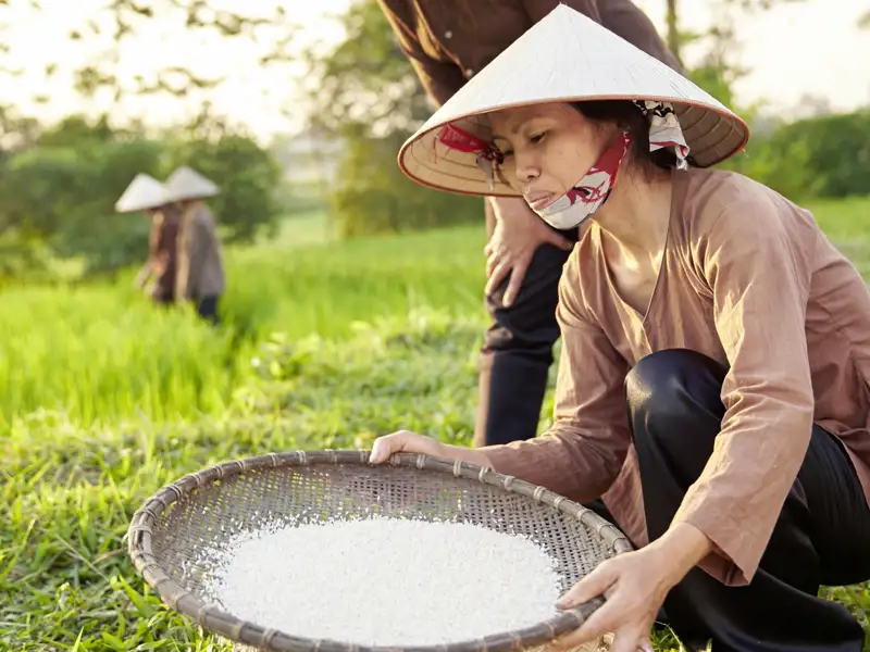 Auf unserer Reise durch Indochina sehen wir immer wieder Bauern auf Reisefeldern.