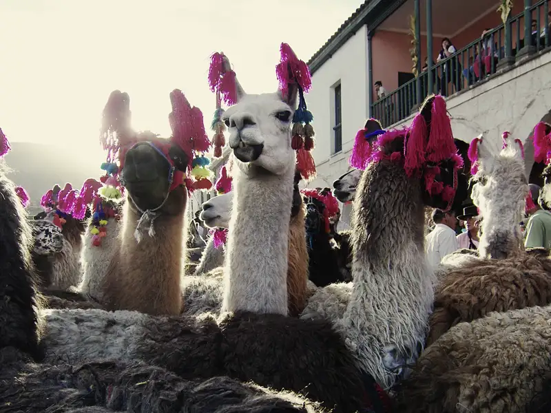 Die einzigartige Landschaft der Anden ist auch die Heimat einer einzigartigen Tierwelt, der wir auf unserer Reise immer wieder begegnen. Ikonisch: die allgegenwärtigen Lamas und Alpakas.