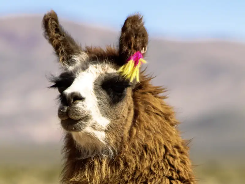 Auf unserer spannenden 16-tägigen Studienreise durch Chile entdecken wir nicht nur spektakuläre Landschaften, sondern auch die faszinierende Tier- und Pflanzenwelt des Landes.