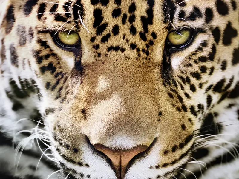 Unterwegs am Amazonas oder im Pantanal heißt es: Augen auf! Denn jede Menge Tiere nennen den Dschungel ihr Zuhause.