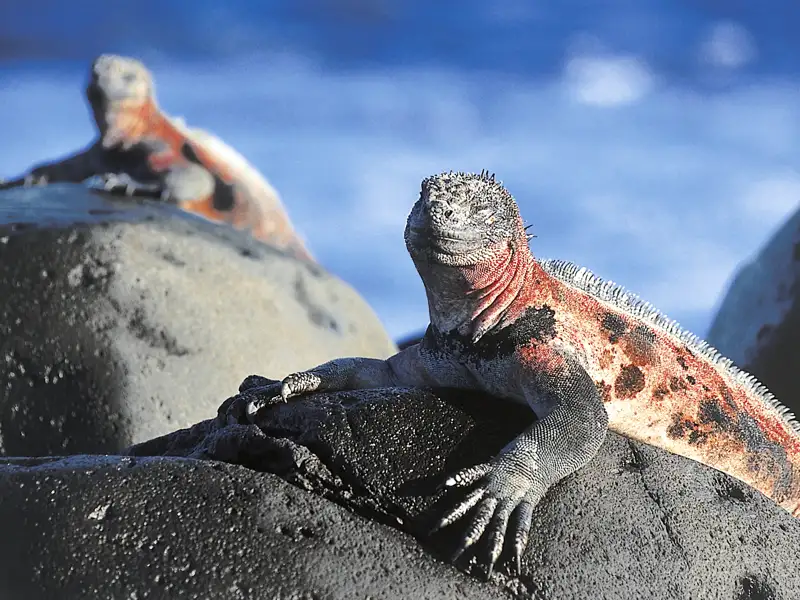 Auf unserer Studiosus-Reise nach Ecuador ist unsere kleine Gruppe perfekt, um die Tierwelt im Naturparadies Galápagos per Boot und zu Fuß zu entdecken.