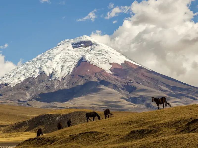 Auf unserer Studiosus-Reise nach Ecuador und Galápagos fahren wir auf der Straße der Vulkane zum Cotopaxi-Nationalpark und spazieren am Fuße des gleichnamigen Vulkans zur Lagune von Limpiopungo. Hier und da scharrt vielleicht ein Wildpferd oder grast ein Lama, und manchmal kreist einer der letzten Kondore majestätisch über der Steppe. Der Rest ist einsame Weite.