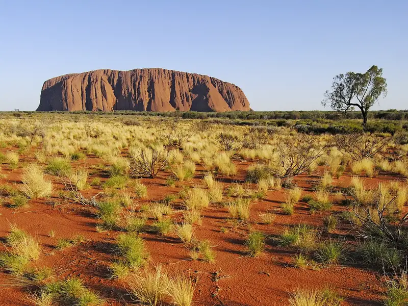 Majestätisch steht der Uluru (Ayers Rock) in der australischen Wüste. In den kühlen Morgenstunden entdecken wir den heiligen Berg der Aboriginals auf unserer Studienreise durch Australien und Neuseeland.