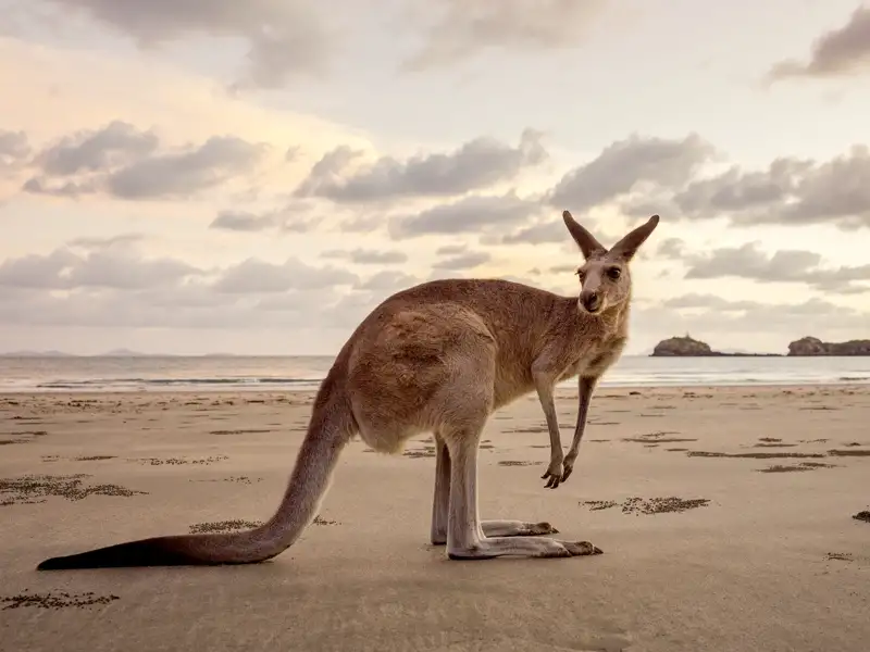 Auf unserer großen Australienreise sehen wir auch Kängurus. Auf einen Boxkampf sollte man sich mit ihnen nicht einlassen.