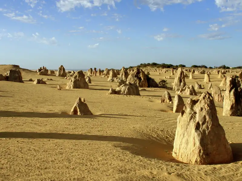 Oft heißt es auf unserer Studienreise Australien - die Große Australienreise: Vorhang auf für eine überwältigende Naturkulisse! So durchqueren wir endloses Buschland und bestaunen im Nambung-Nationalpark in Westaustralien die Pinnacles - Tausende von bizarren Steinsäulen, die aus dem Sand "wachsen".