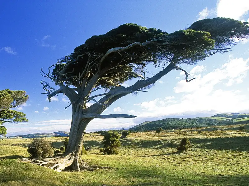 Stetiger Wind vom Meer drängt die Bäume auf der neuseeländischen Südinsel dazu, ins Landesinnere zu wachsen. Auf unserer 29-tägigen Studienreise mit Muße haben wir viel Zeit für die landschaftlichen Schönheiten Neuseelands.