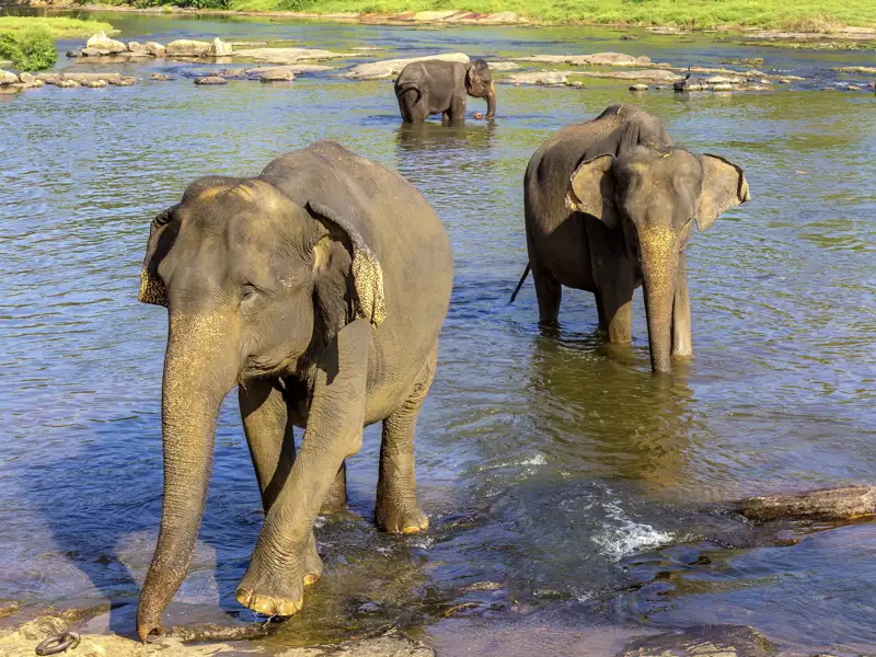Viele Tiere gibt es in Sri Lanka zu sehen, und natürlich sind wir auch den Elefanten auf der Spur. Perfekt für unsere Familienreise Sri Lanka - Elefantenherden und Affenbanden!