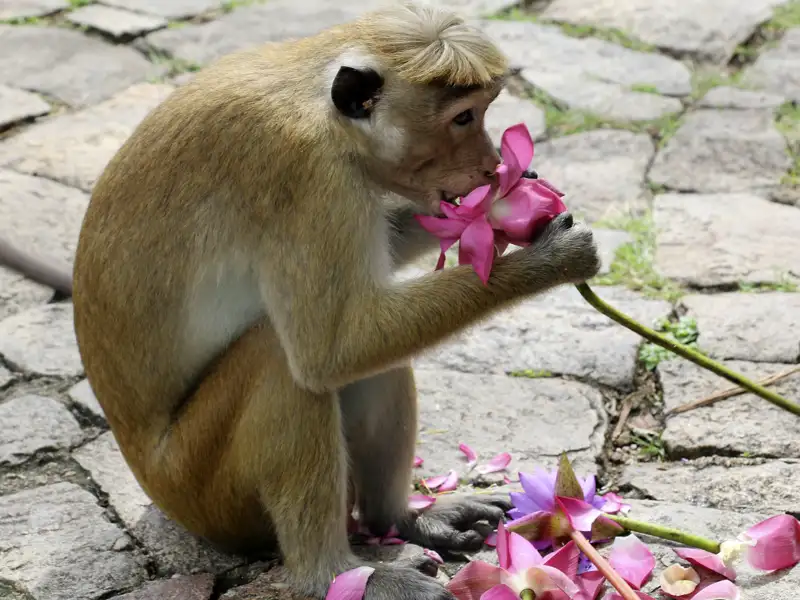 Nee, wat is dat lecker! Ein frecher Makake frisst eine Blüte, die von Pilgern als Opfergabe dargebracht wurde. Sri Lanka live auf unserer Familienreise Sri Lanka - Elefantenherden und Affenbanden.