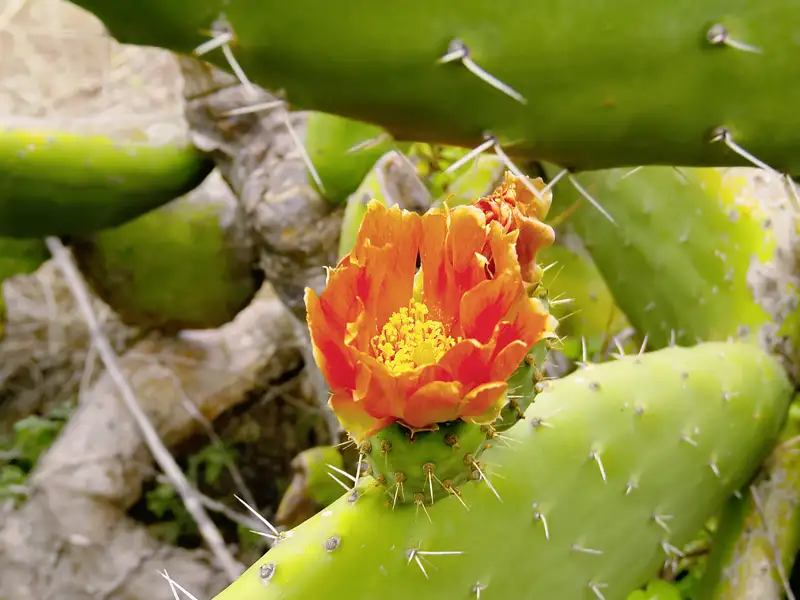 La Palma ist grüner und vulkanischer als ihre kanarischen Schwestern. Auf der me & more-Reise für Singles und Alleinreisende  nach La Palma zeigt Ihnen Ihre Studiosus-Reiseleitung auf Wanderungen in der vulkanischen Mondlandschaft, auf dem Höhenweg der Caldera de Taburiente oder im Lorbeerwald von Los Tilos die vielen Facetten der Insel.