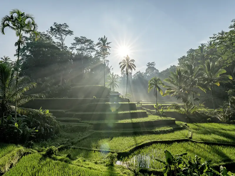 Auf unserer umfassenden Studienreise durch Indonesien entdecken wir auf Bali sattgrüne Reisfelder.