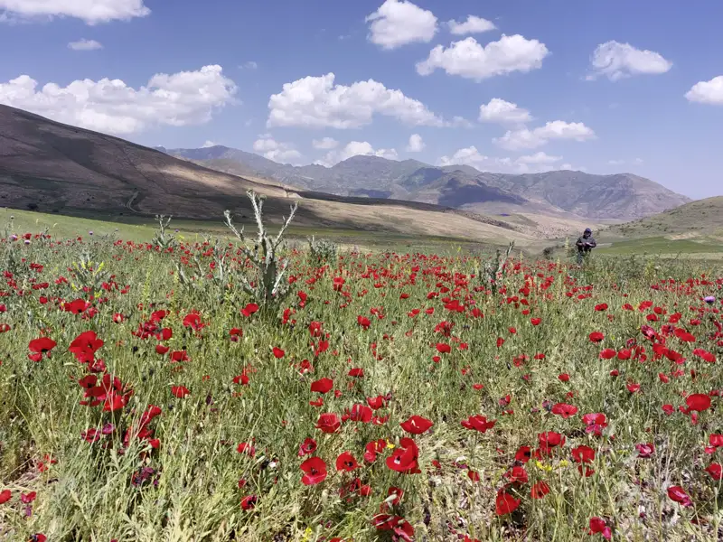 Vielleicht sehen wir auf unserer Wander-Studienreise durch Armenien und Georgien auch blühende Mohnfelder.