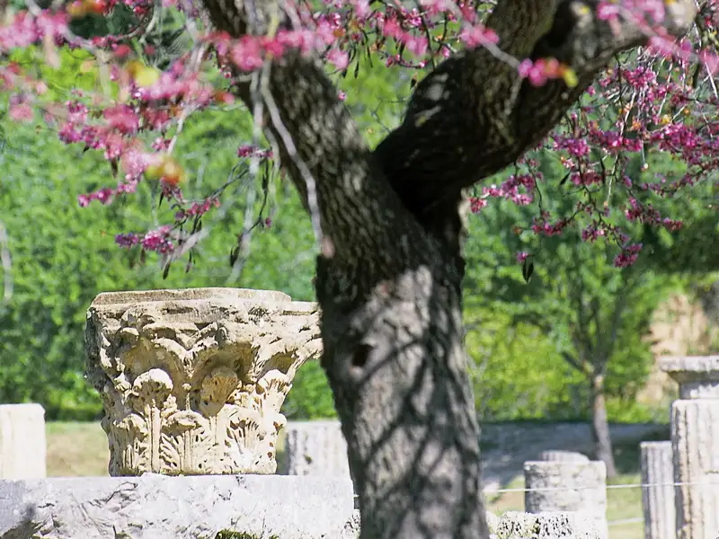 Das antike Olympia erkunden wir auf dieser klassischen, neuntägigen Studienreise durch Griechenland und den Peloponnes. Im Frühjahr leuchtet die Farbenpracht der Judasbäume vor den antiken Säulen.