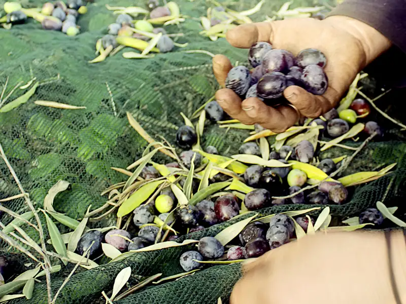 Oliven in jeglicher Form und Konsistenz gehören zum Lebenselixier rund um das Mittelmeer. Auf unserer Rundreise durch Griechenland werden auch Sie in den Genuss dieser nährreichen Obstsorte kommen.