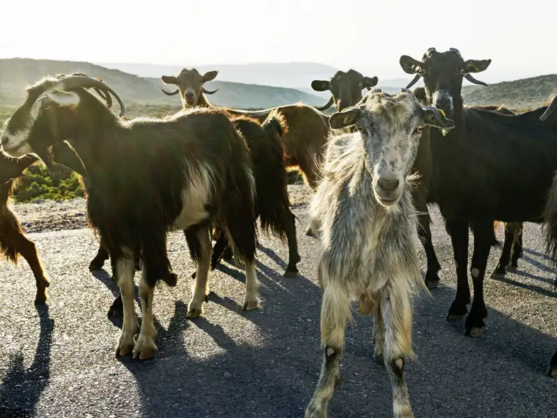 Begegnungen sind das A und O auf unserer Studienreise auf Kreta. Wiir lernen Land und Leute und sogar die Tierwelt der Insel kennen, so wie diese neugierigen Ziegen.