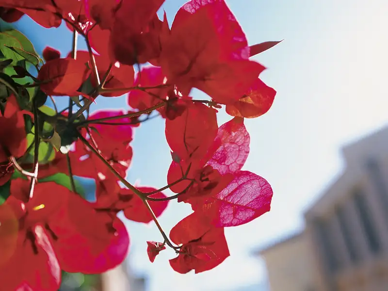 Auf unserer Wanderreise durch Griechenland erfreuen wir uns an der Blütenpracht der vielfältigen Pflanzenwelt.