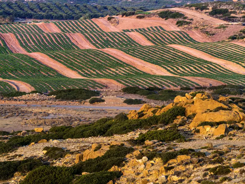 Unsere zehntägige Wanderreise auf Kreta zeigt uns die ganze Vielfalt der kretischen Landschaften; hier im Osten der Insel terrassenförmig angelegte Felder mit grünen Pflanzen.