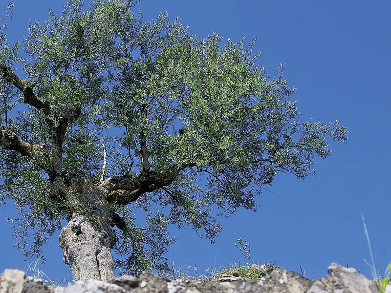 Ständiger Begleiter auf unserer Studienreise durch Griechenland: die Olivenbäume