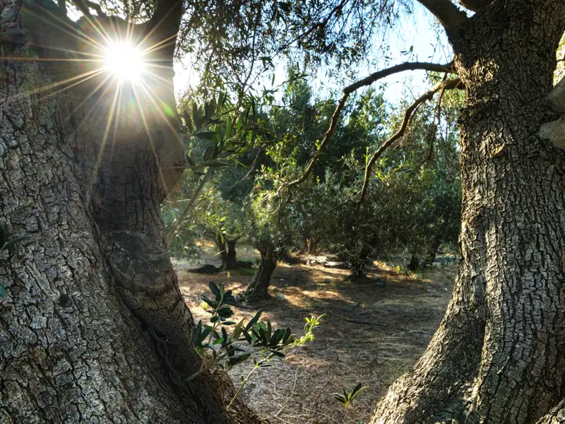 Auf unserer Studienreise nach Kreta kommen wir immer wieder an Olivenhainen vorbei und bestaunen die knorrigen Riesen.