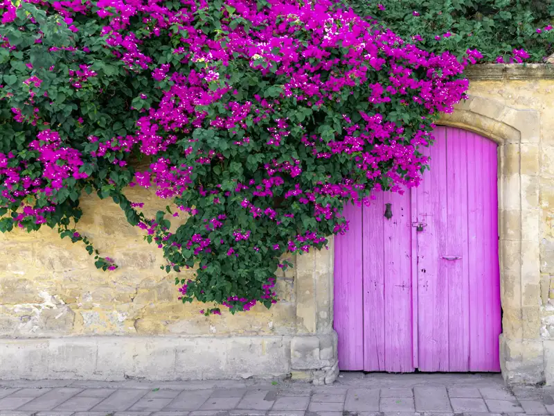 Zypern bietet eine farbenfrohe Pflanzenwelt und Geheimnisse hinter bunten Türen – auf unserer Studienreise schauen wir dahinter.