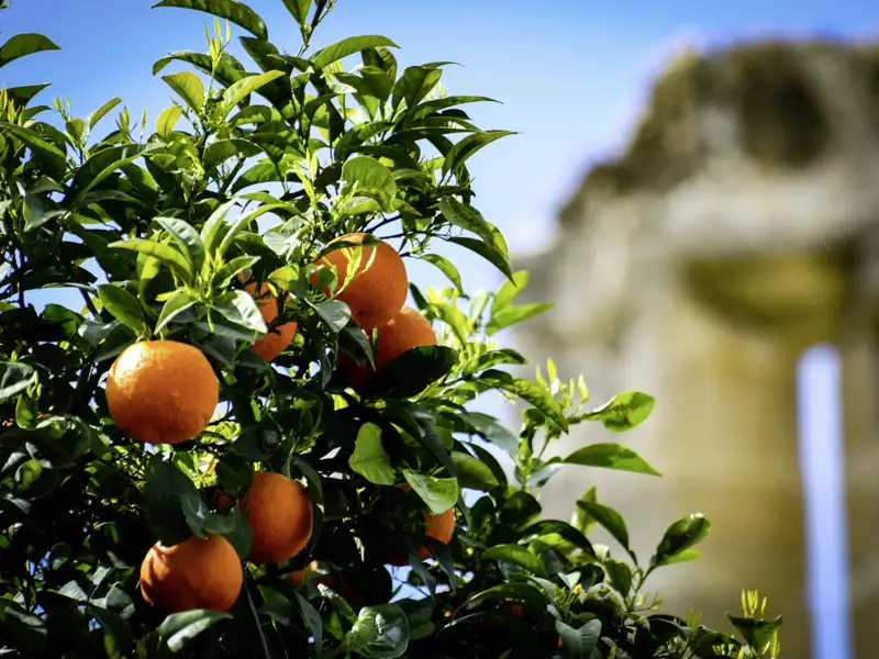 Auf unserer Rundreise nach Zypern genießen wir die sonnengereiften Früchte der Insel.