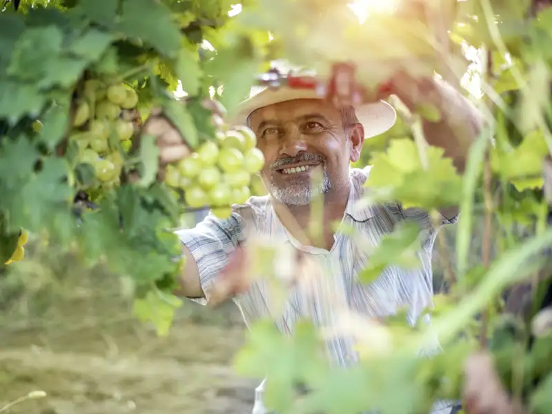 Unsere Studiosus-Reise nach Apulien bietet reichlich Gelegenheit, von den guten Weinen der Region zu probieren. Der süffige Wein aus Apulien bekommt viel Sonne ab und ist allseits beliebt.