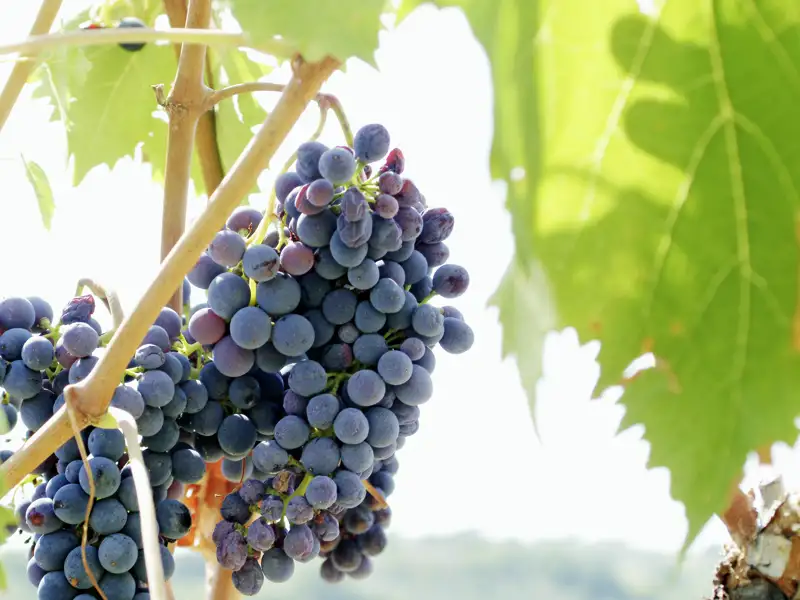 Kunstschätze sind ein Genuss für das Auge, doch in Italien kommen immer auch die anderen Sinne nicht zu kurz: Die Küche ist ein Genuss für den Gaumen und die Geschmacksnerven!