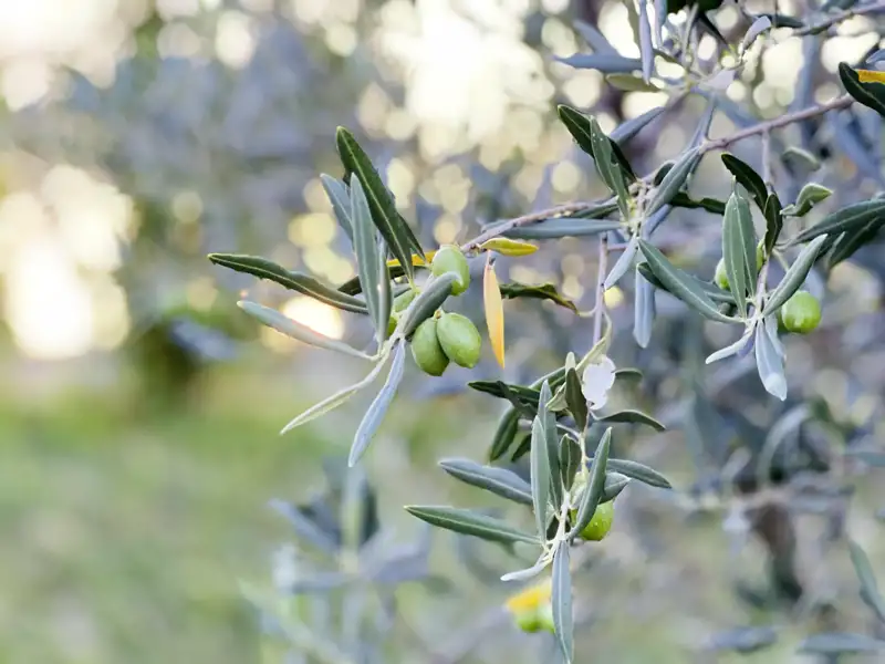 In der Toskana sind Olivenbäume nicht wegzudenken! Während unserer Ausflüge durchqueren wir bei der Klassik-Studienreise immer wieder die grüne Landschaft der Toskana.