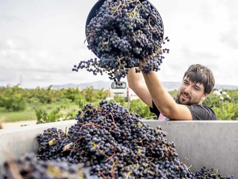 Ein Besuch bei einem Bio-Bauern beschert Ihnen bei der Studienreise in die Toskana Insiderwissen über Korn und Küche - ein Mittagessen mit Pasta und Wein inklusive.
