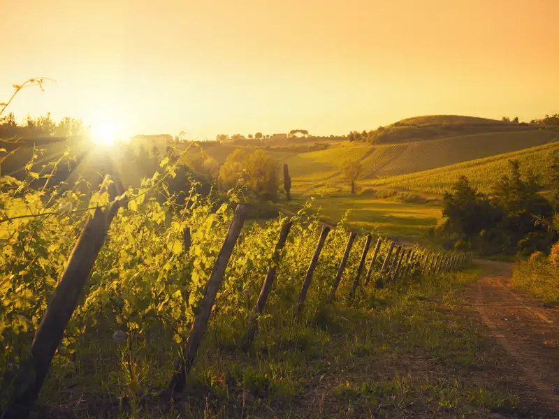 Ein Sehnsuchtsblick auf die Hügelwelt der Toskana: Während der Studienreise erhaschen wir immer wieder einzigartige Aussichten über die toskanische Landschaft.