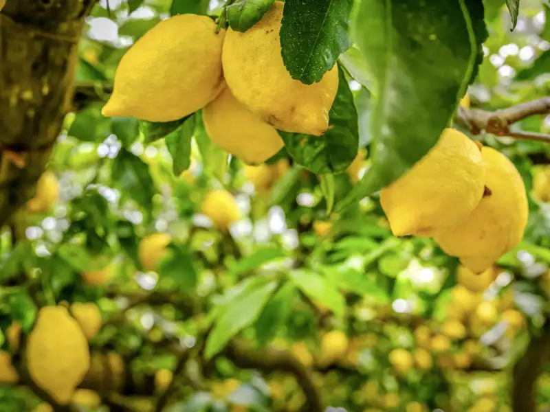 Reife Zitronen am Baum – ein Anblick, den wir auf unserer Rundreise öfters mal sehen.