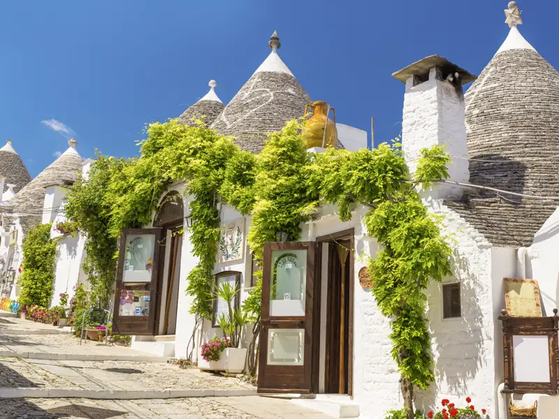 Durch Oliven- und Mandelhaine geht es auf unserer Studiosus-Reise nach Alberobello, in die Hauptstadt der Trulli. Wie Schlümpfe, die unter Zipfelmützen aus Kalksteinen hervorlugen, stehen die weiß getünchten Rundbauten in der Landschaft.