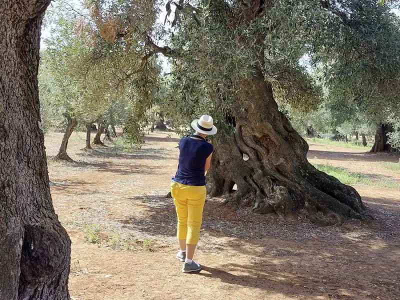 Auf einer Masseria, einem für Apulien charakteristischen Landgut, treffen wir bei unserer Studienreise Paola, die uns mit Kostproben des lokalen Olivenöls verwöhnt. Und uns nebenher im Gespräch zu Experten für dieses edle Produkt macht, das "flüssige Gold" Apuliens.