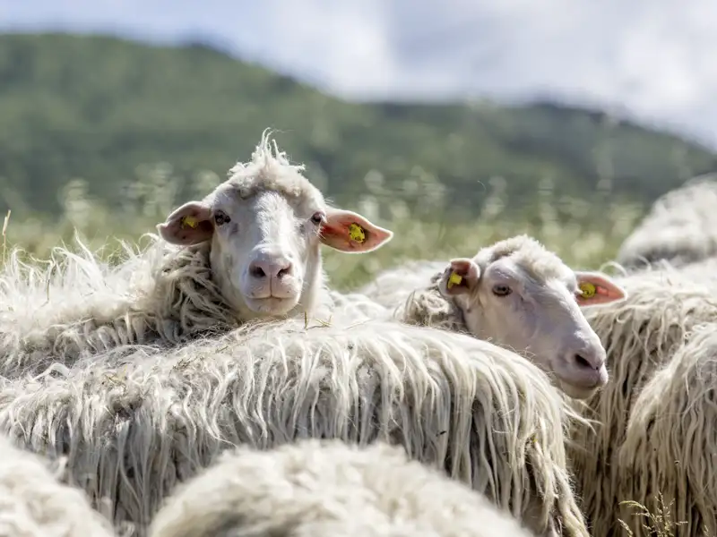 Auf unseren Fahrten durch die sanften Hügel der Toskana sehen wir "glückliche" Schafe und Ziegen auf Wiesen und Weiden und pausieren bei Ricotta und Pecorino auf einem Landgut.