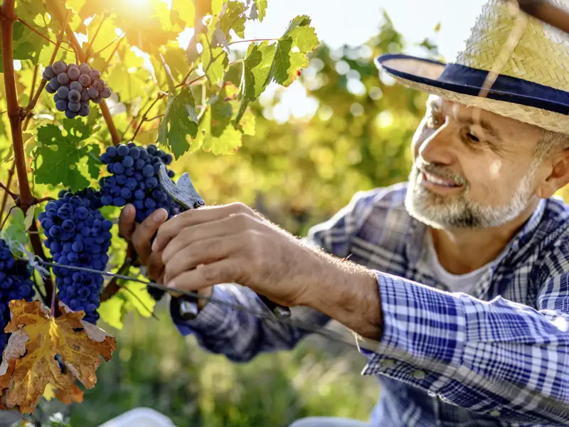 Wie schmeckt die Toskana? Auf unserer Studiosus-Reise erfahren wir es! Wein gehört zu den toskanischen Köstlichkeiten unbedingt dazu.