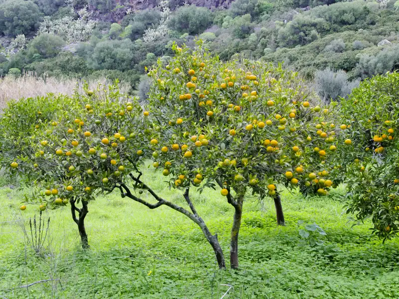 Die Natur spielt eine große Rolle auf unserer Wander-Studienreise nach Sardinien. Neben Orangenhainen, die reiche Ernte versprechen,  treffen wir immer wieder auf Olivenbäume und Korkeichenwälder.